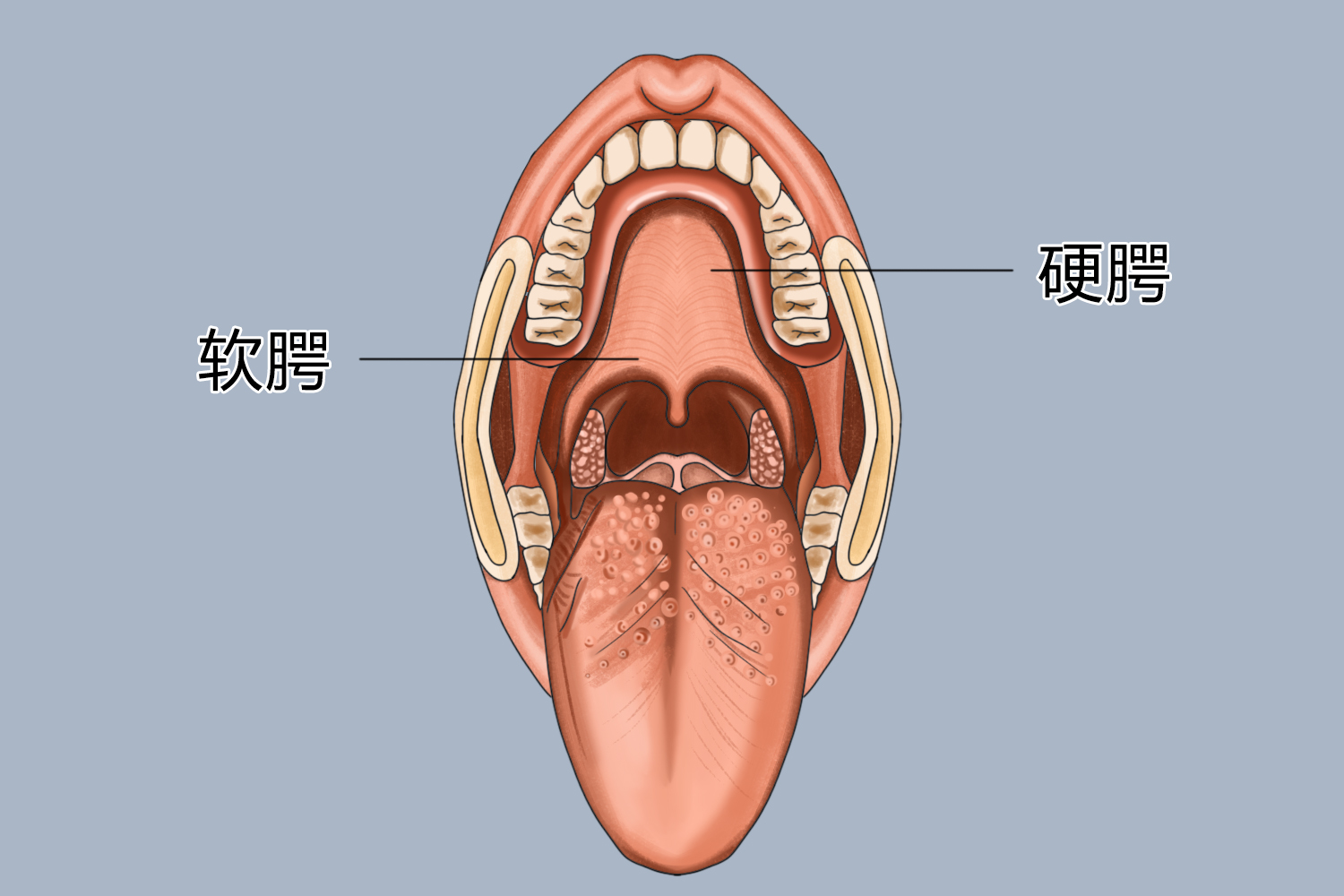 腭示意图作用腭构成口腔的上界