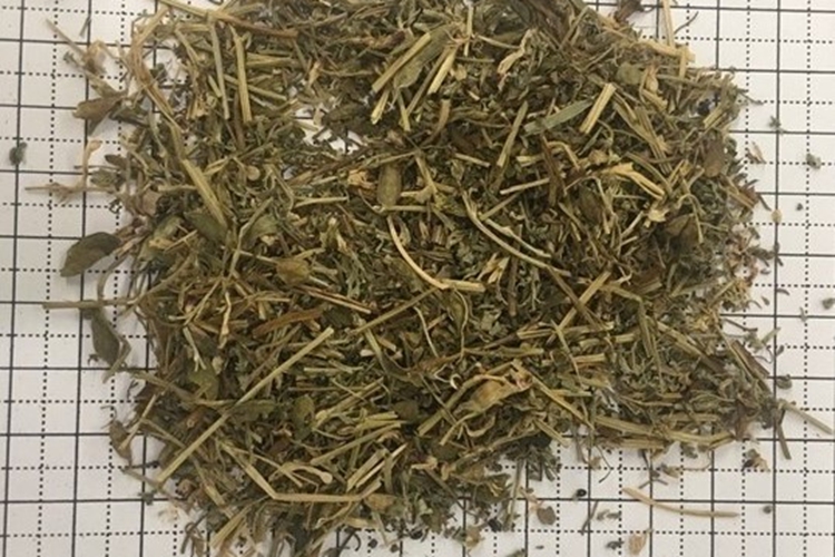 干燥地丁草成药图