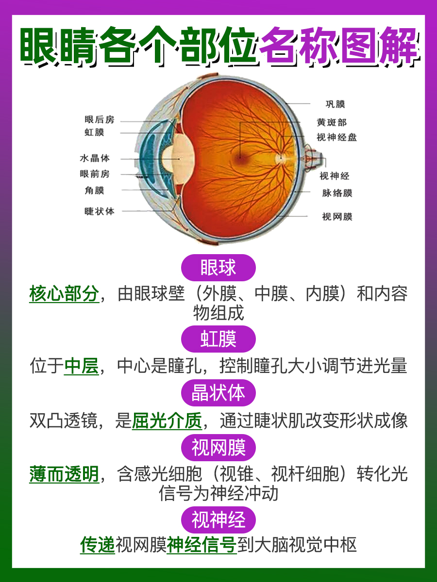 眼睛各个部位名称图解