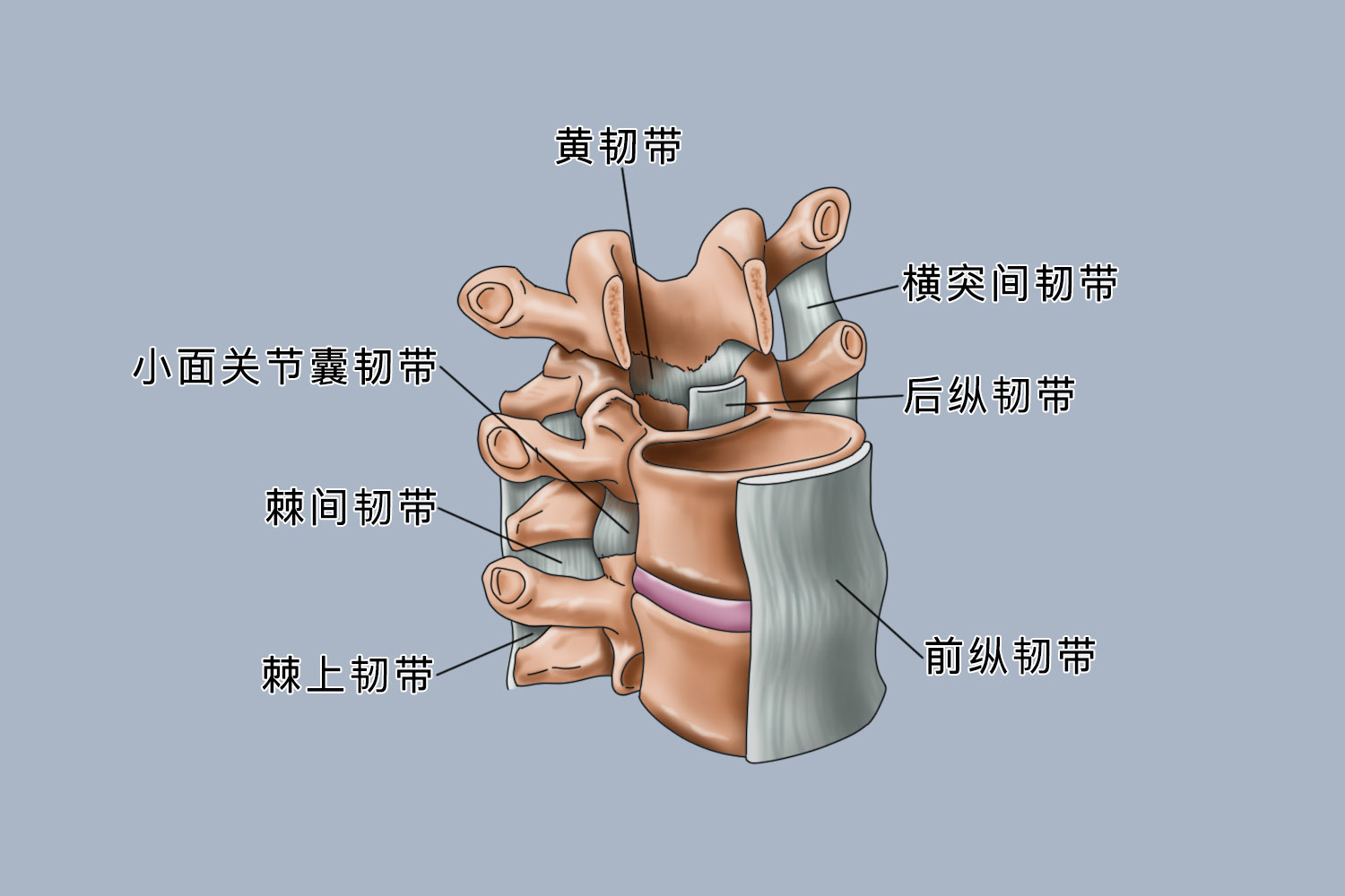 腰部韧带位置图图片