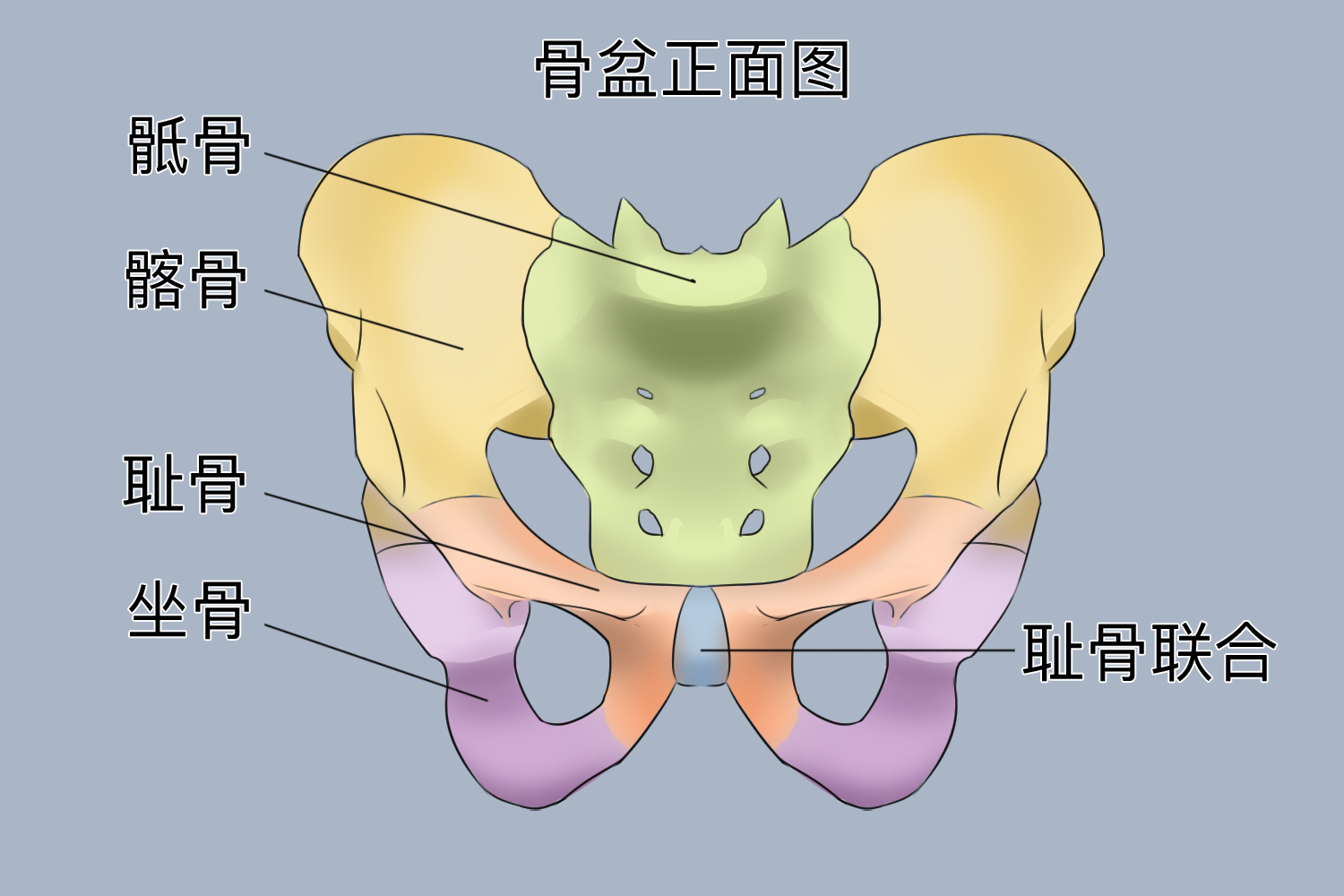 男人耻骨准确位置图片图片