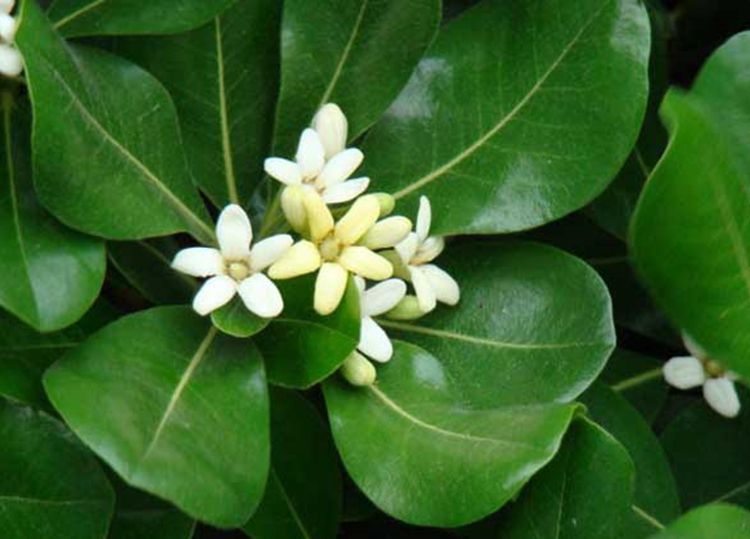 代代花的功效与作用-有来医生