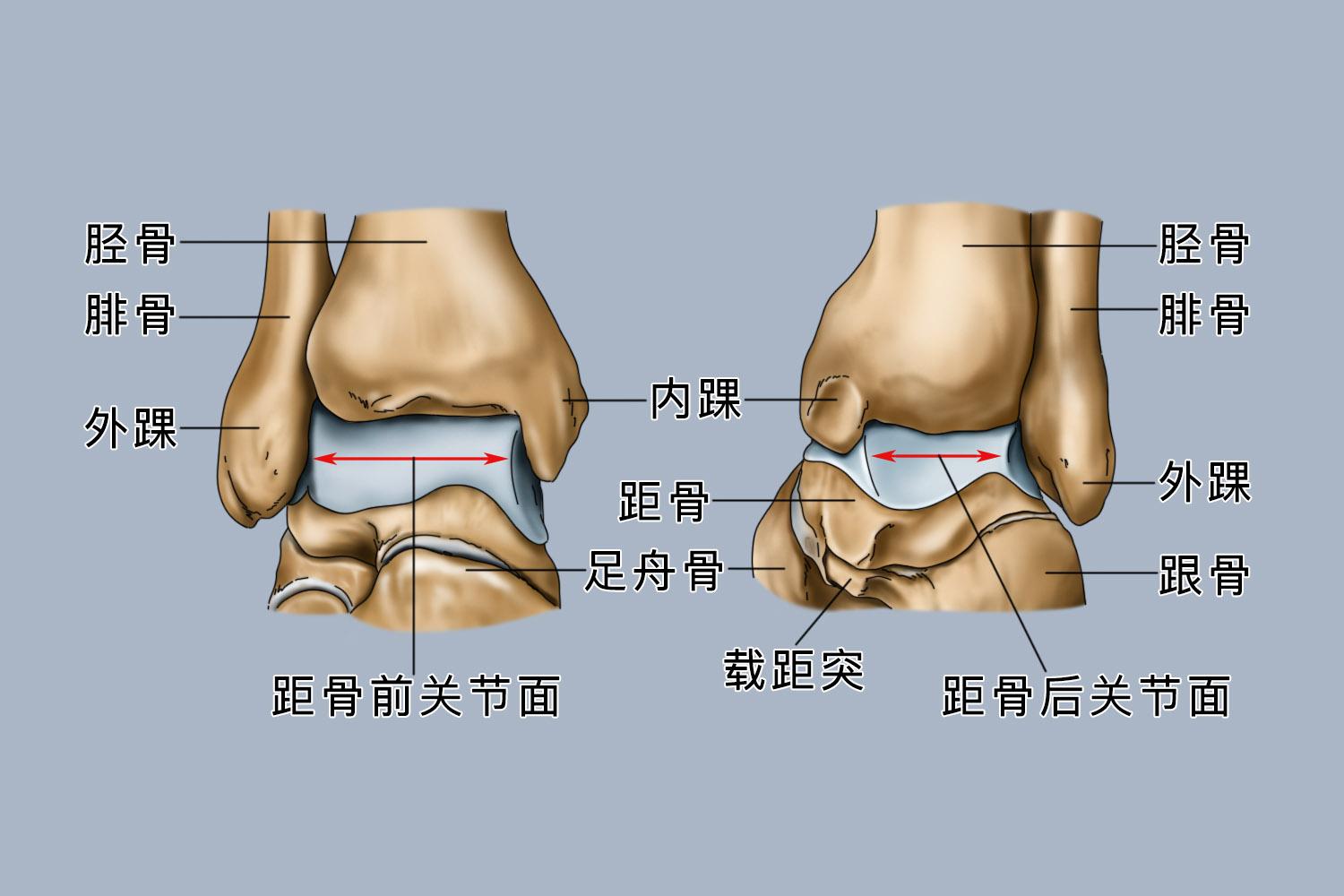 踝关节结构图