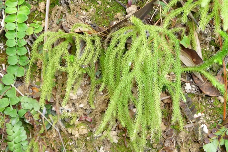 野生伸筋草植株图