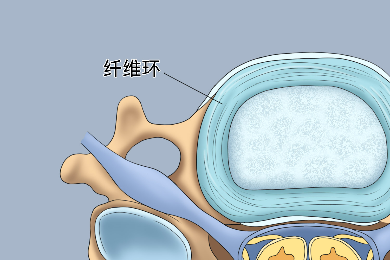 椎间盘纤维环图