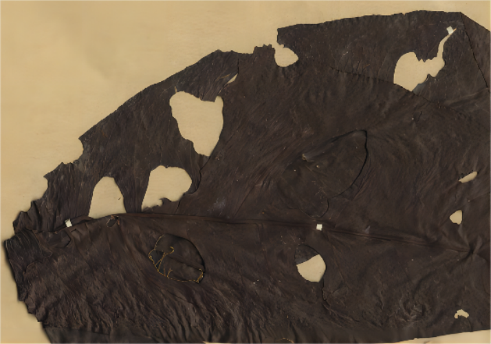 穿心藤药材图 穿心藤药材图