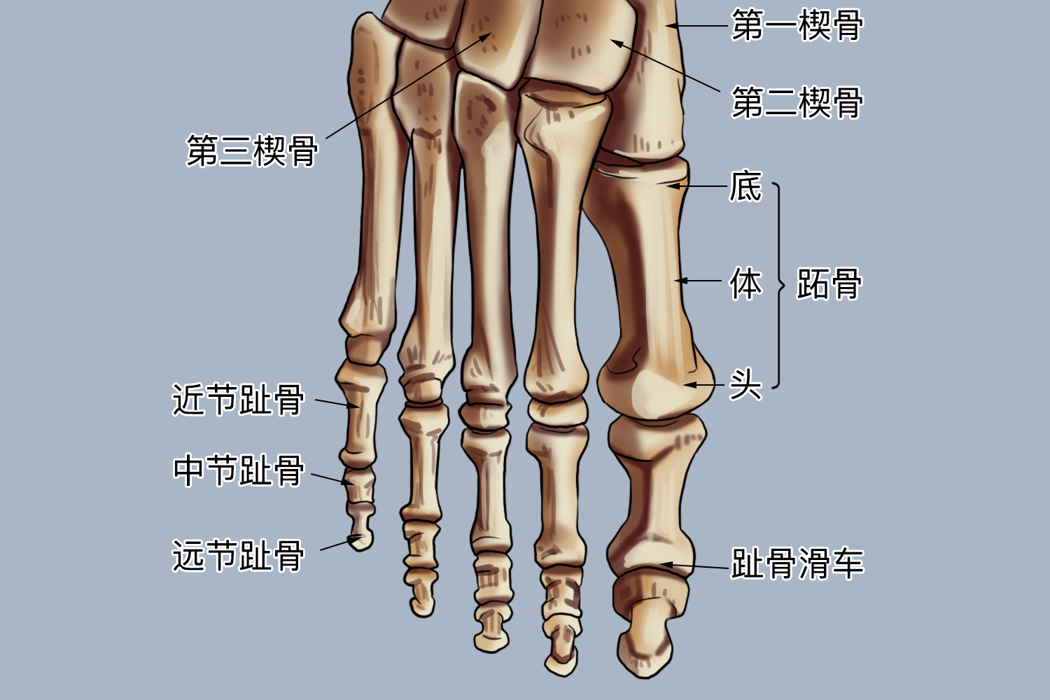 正常脚趾头解剖图