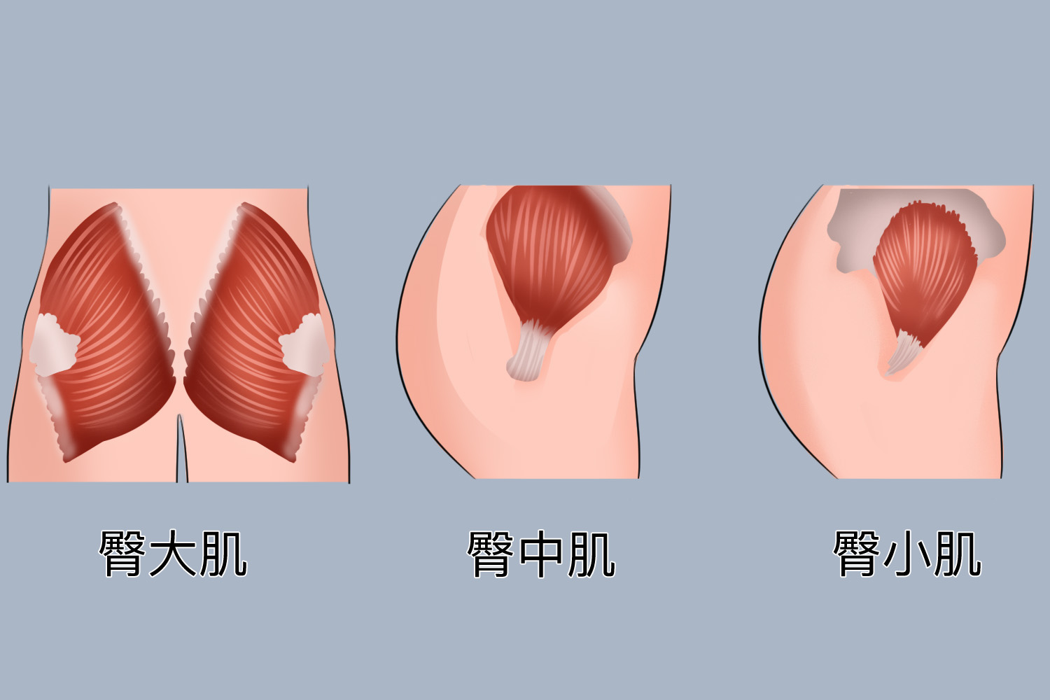 臀大肌、臀中肌、臀小肌位置图