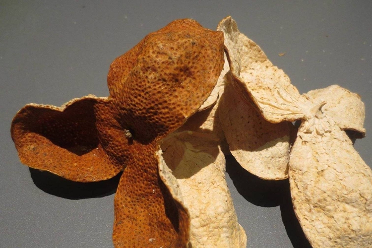 好陈皮图（年份短）