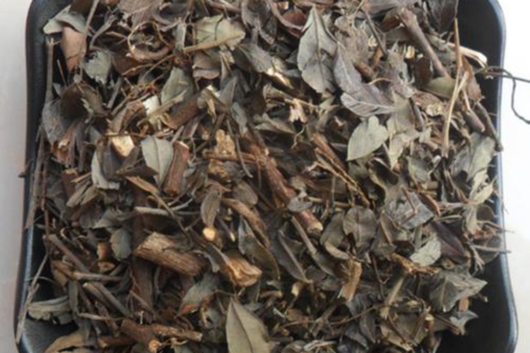 胡枝子药物图 胡枝子药物图