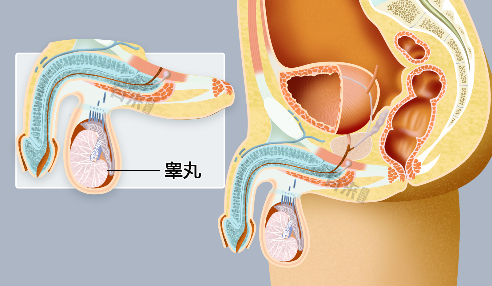 睾丸表面图片