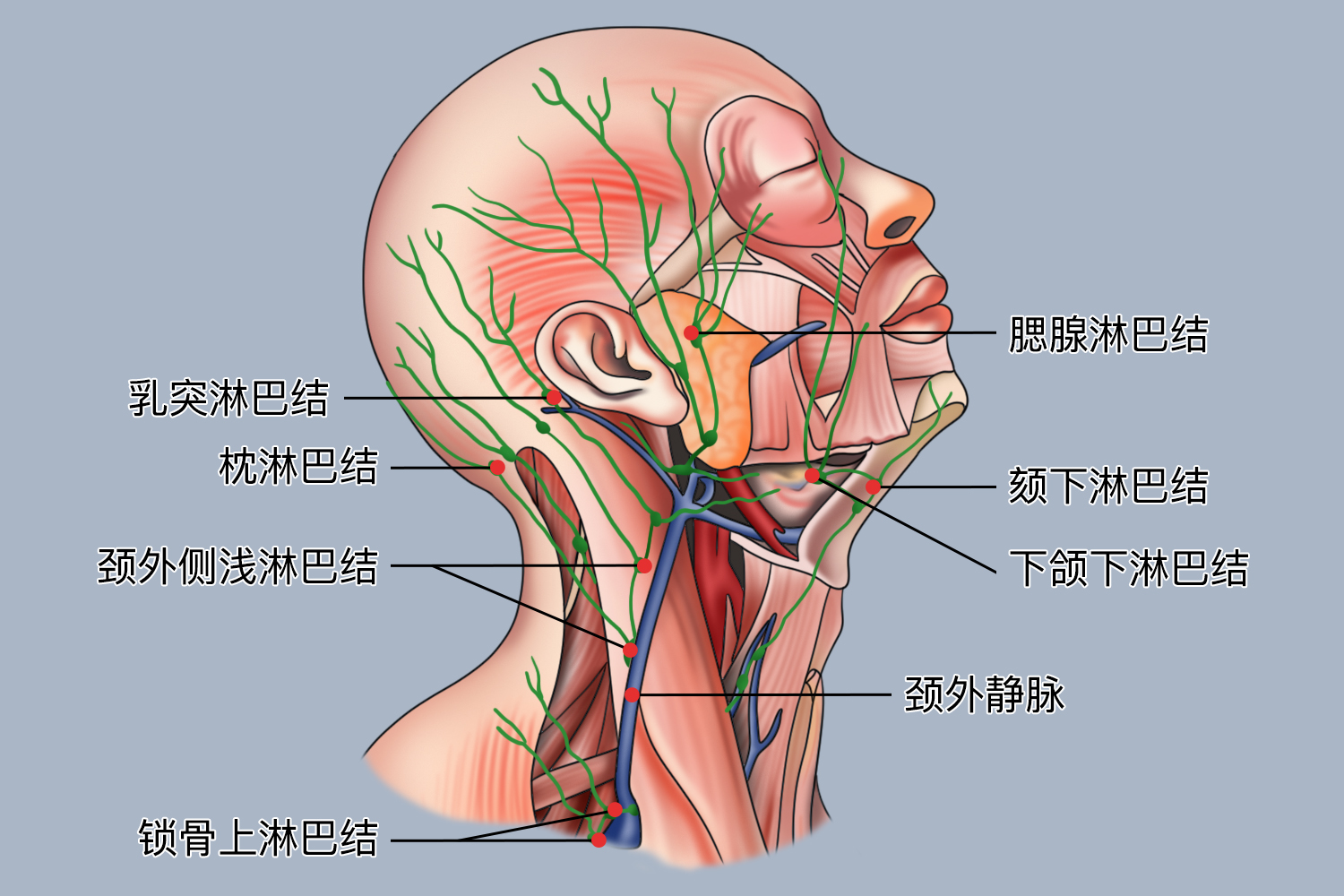 颈部的浅表淋巴结图