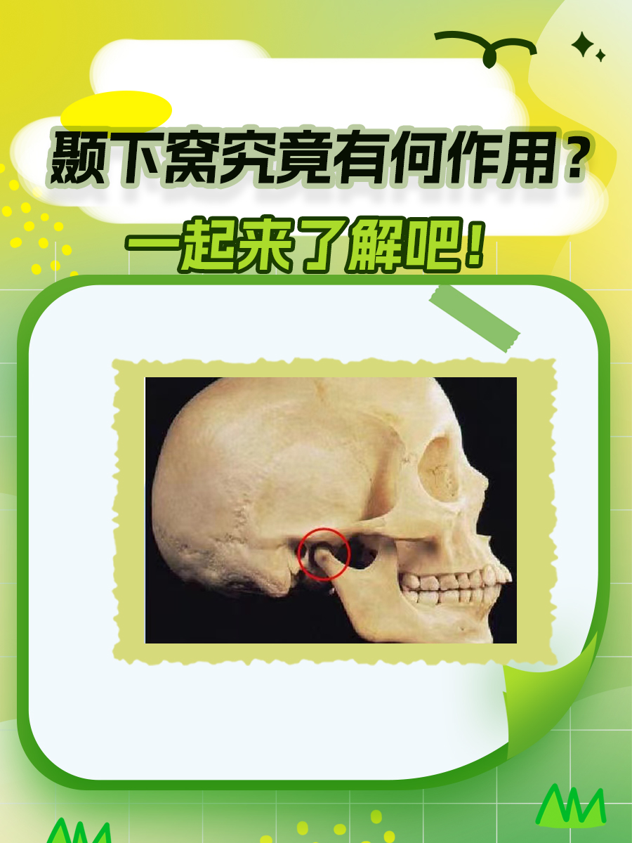 颞下窝究竟有何作用？一起来了解吧！
