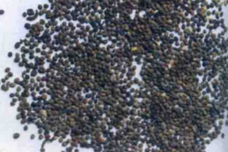 中药菟丝子图 中药菟丝子图