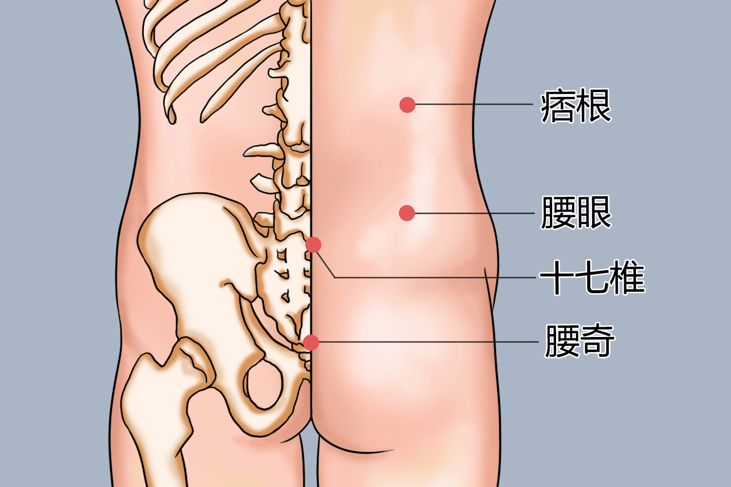 腰眼位置图 腰眼位置图