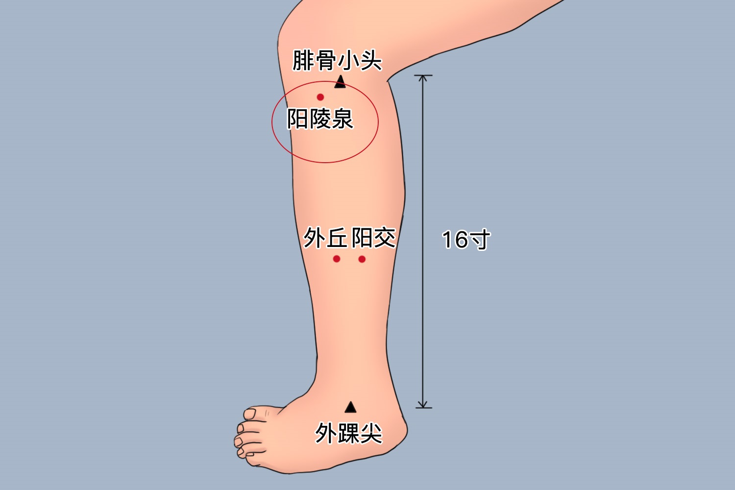 阳陵泉穴位置图