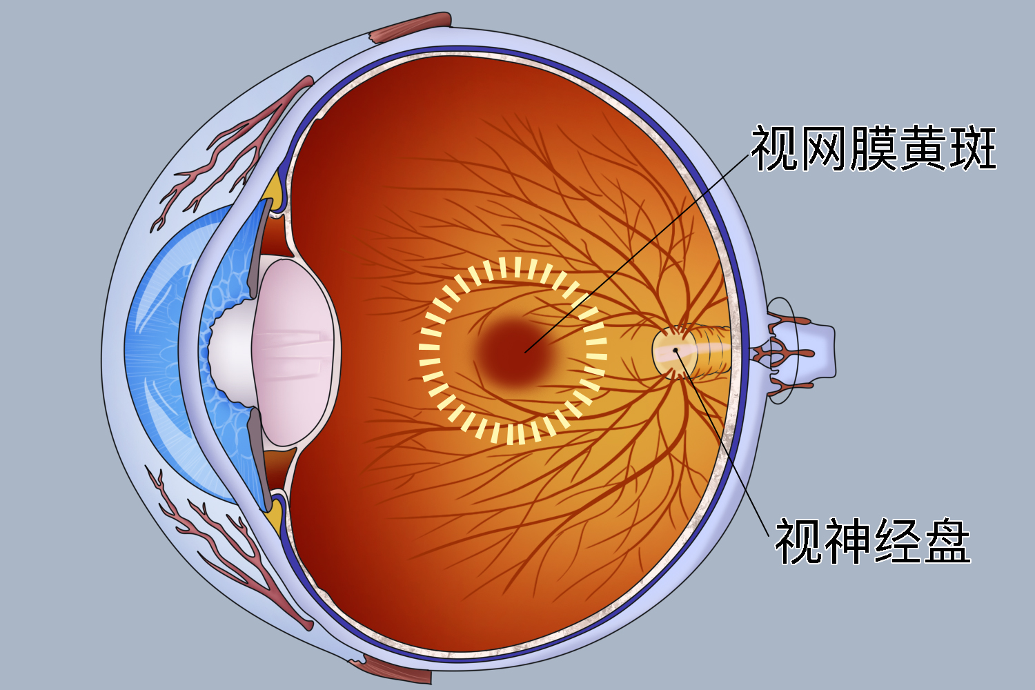 视网膜黄斑图