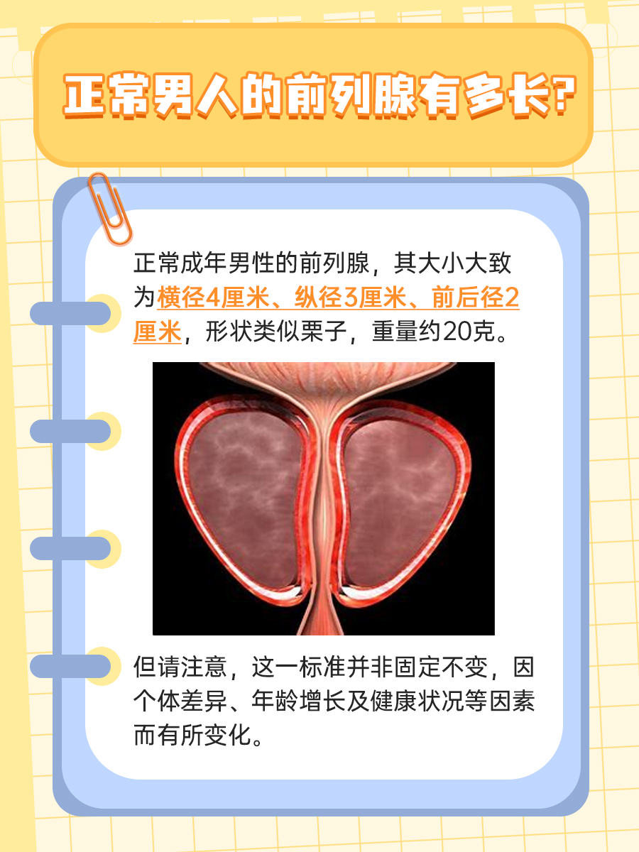 正常男人的前列腺有多长?你知道吗