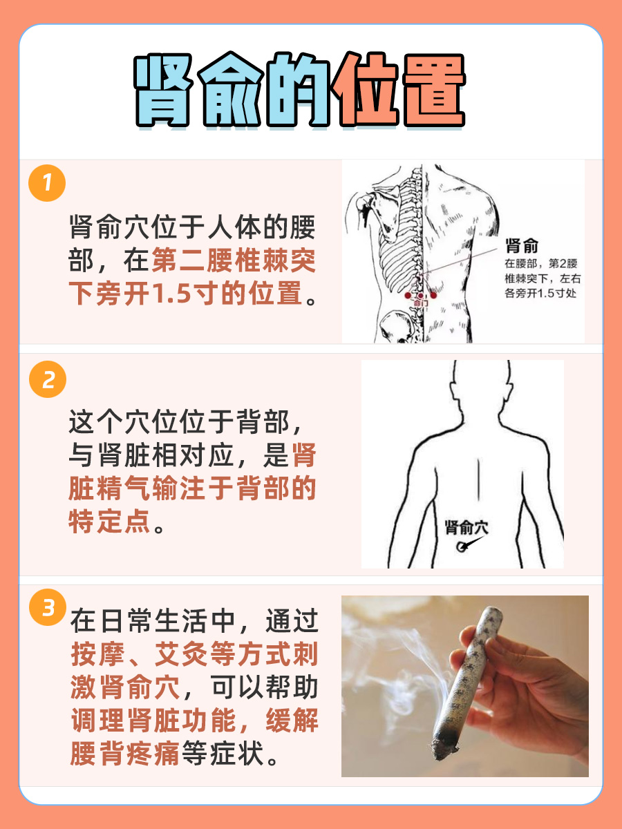 肾俞的位置与作用和功效：一文解答