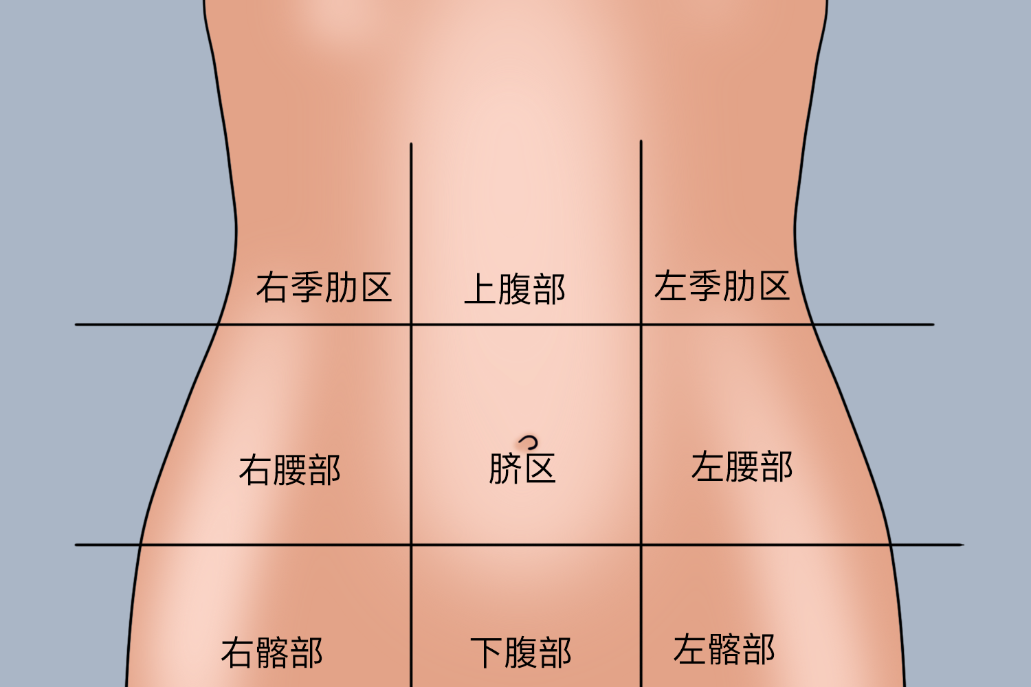 腹部位置分区图