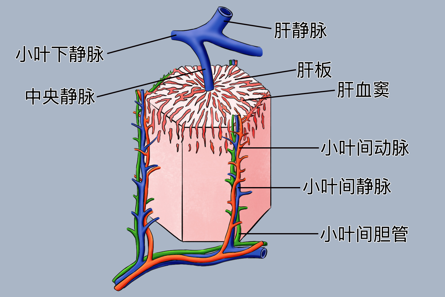 肝脏的血液循环示意图