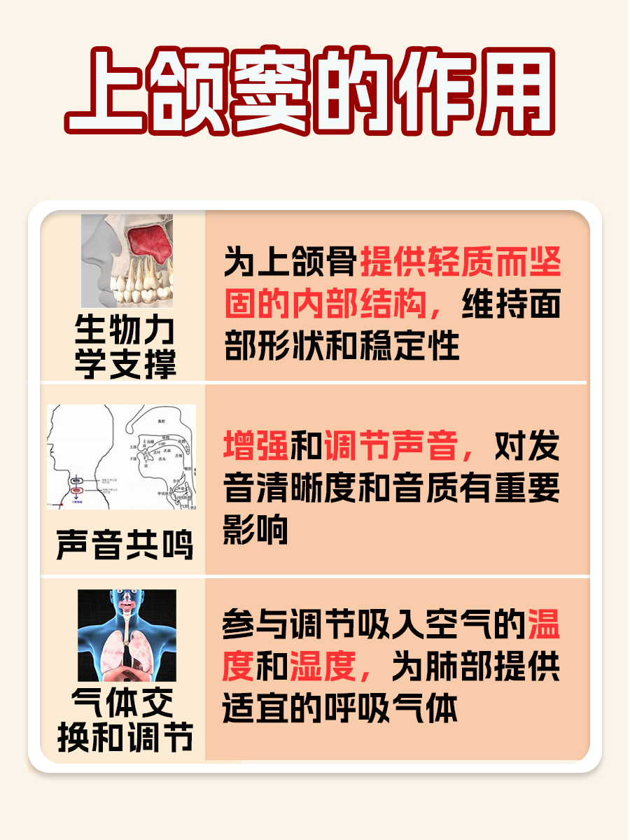 面部骨骼中的秘密：上颌窦的位置揭秘