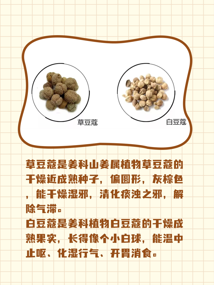草豆蔻和白豆蔻有什么区别？一文带您了解