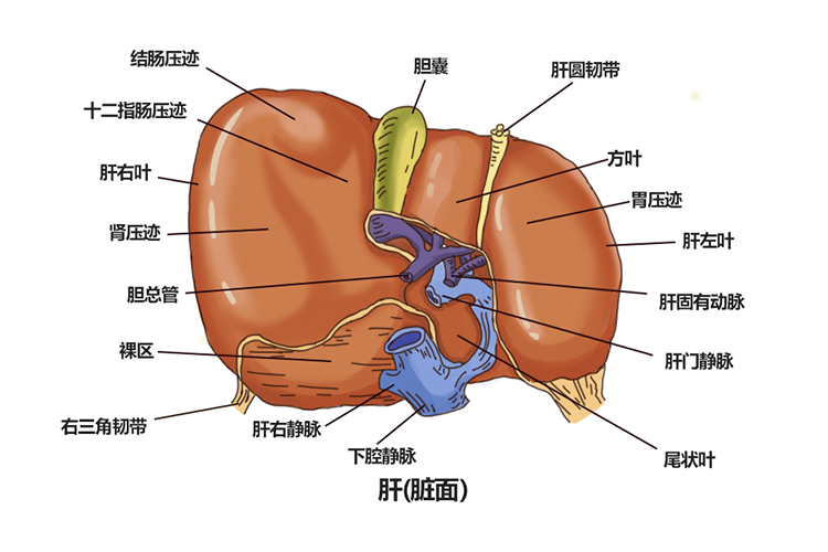 肝脏脏面解剖图