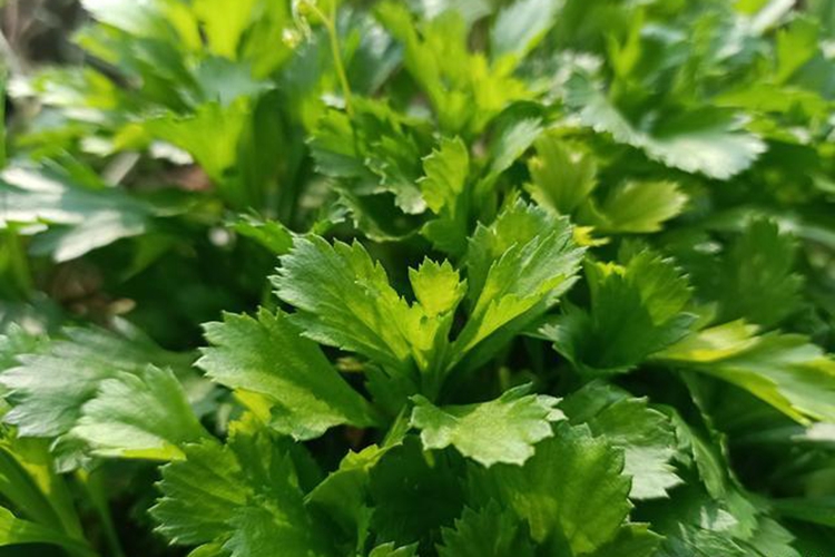 齐头蒿原植物图