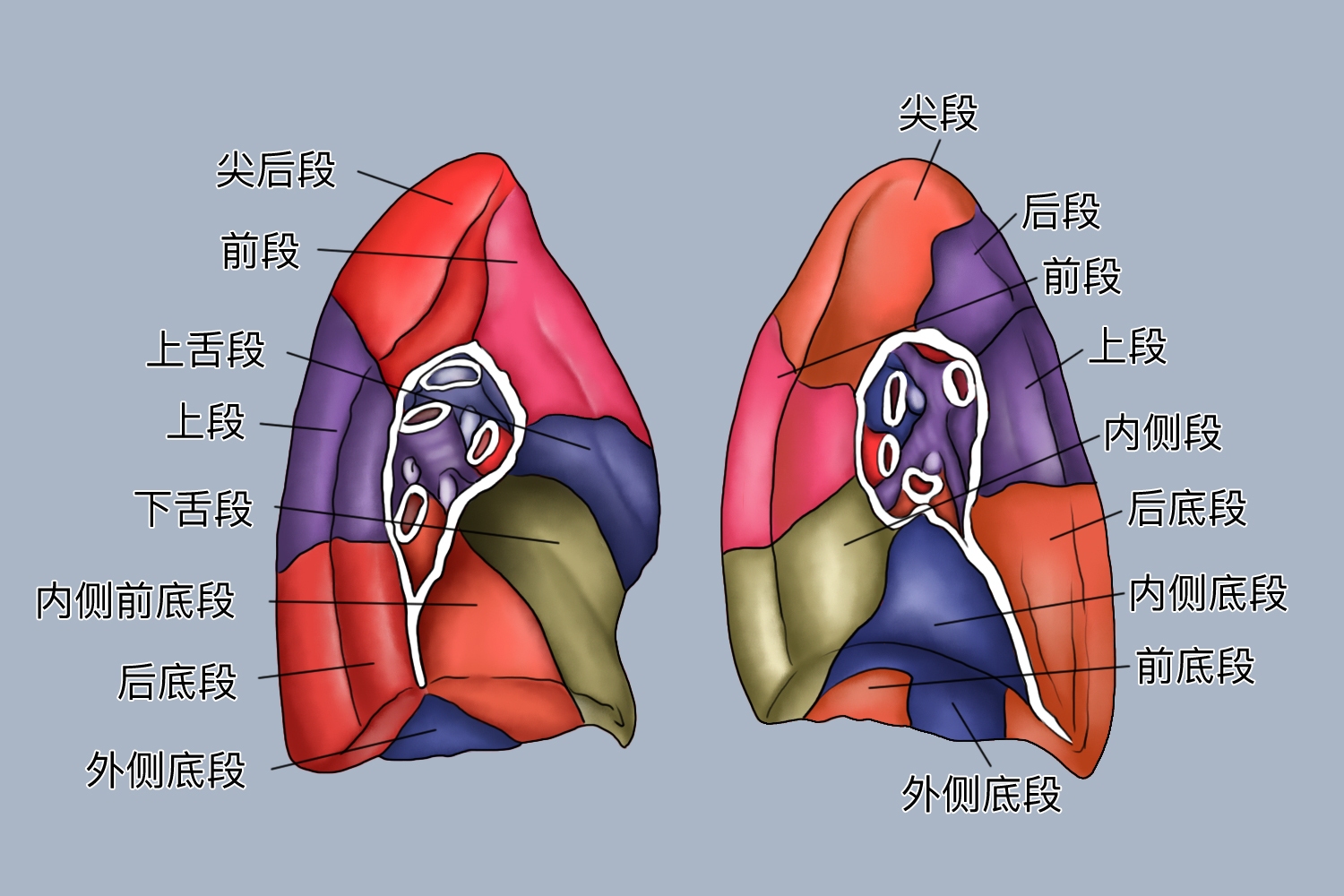 左肺下叶前内基底段位置图