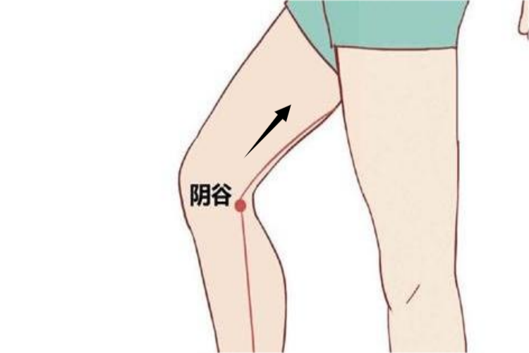 足少阴肾经大腿内侧经络图 足少阴肾经大腿内侧经络图