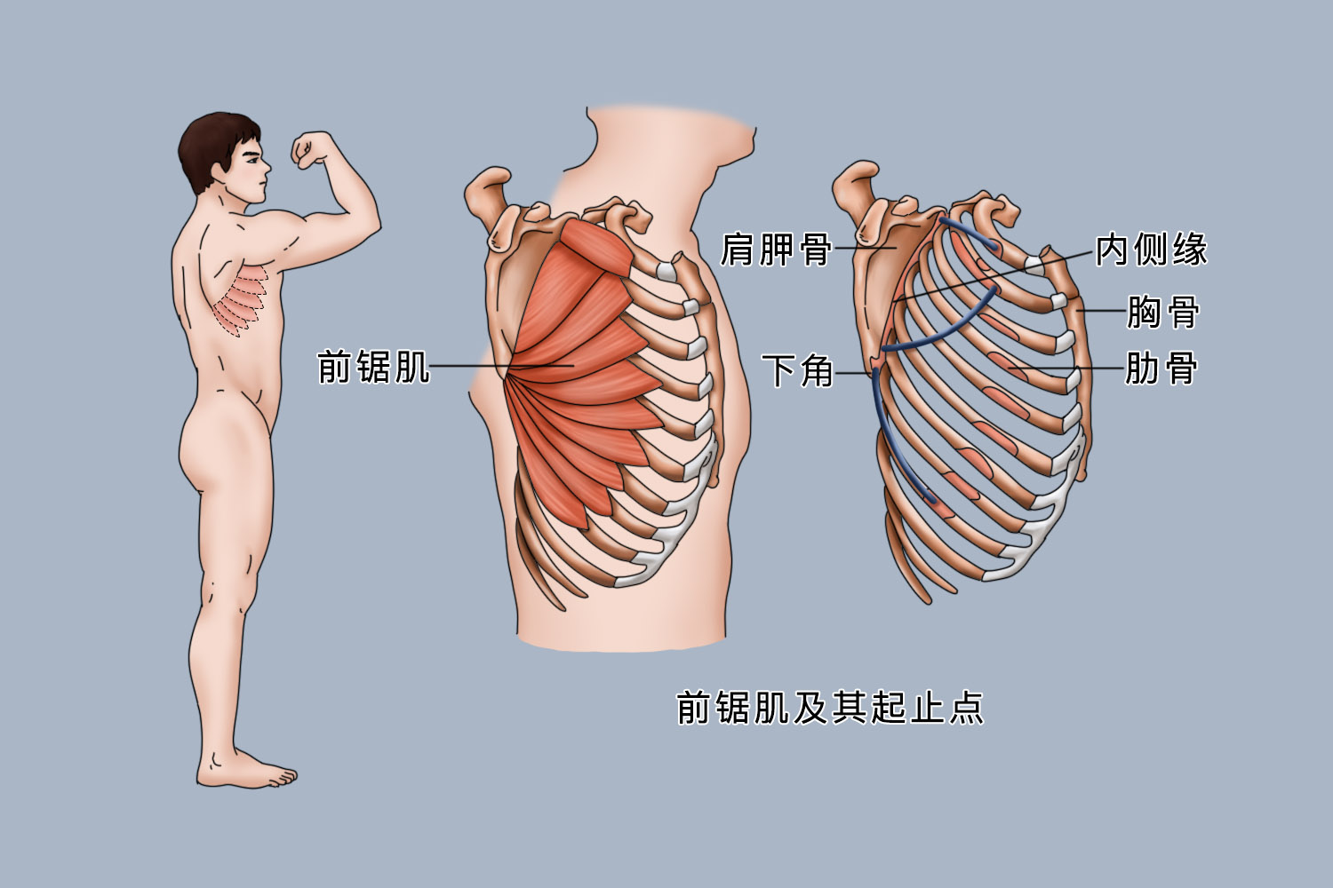 前锯肌位置图