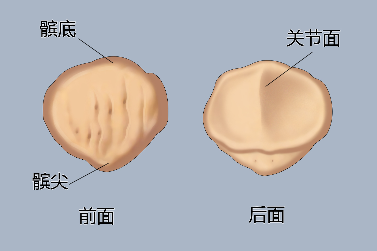 髌骨凸起图片图片