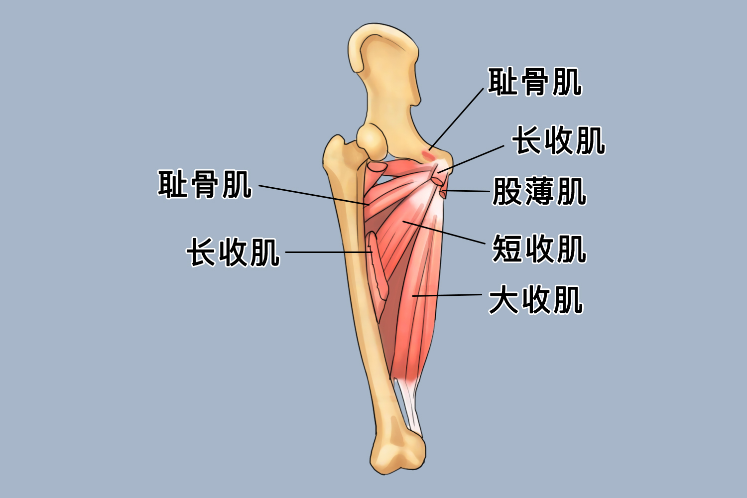 大腿肌肉分布图