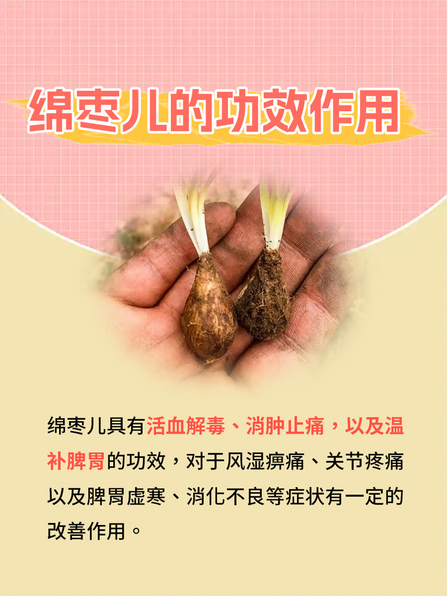 绵枣儿:中医的宝藏,你知道它的功效吗?