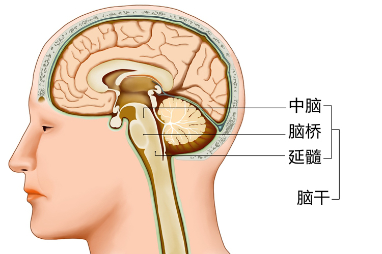 大脑脑干结构图解剖图图片