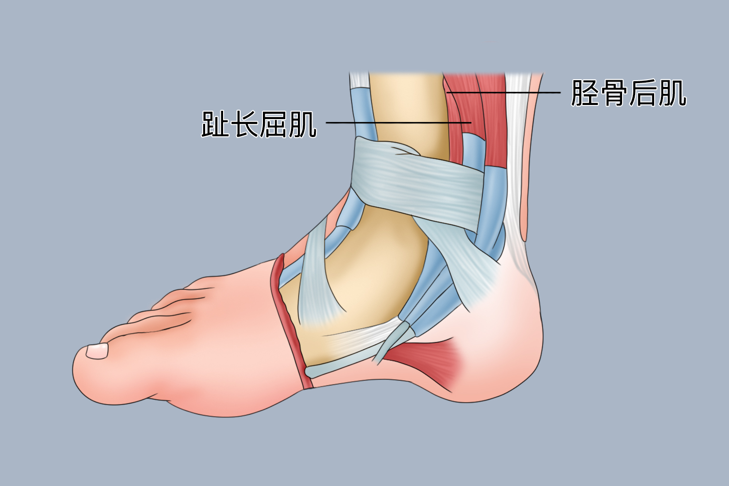 趾长屈肌、胫骨后肌位置图