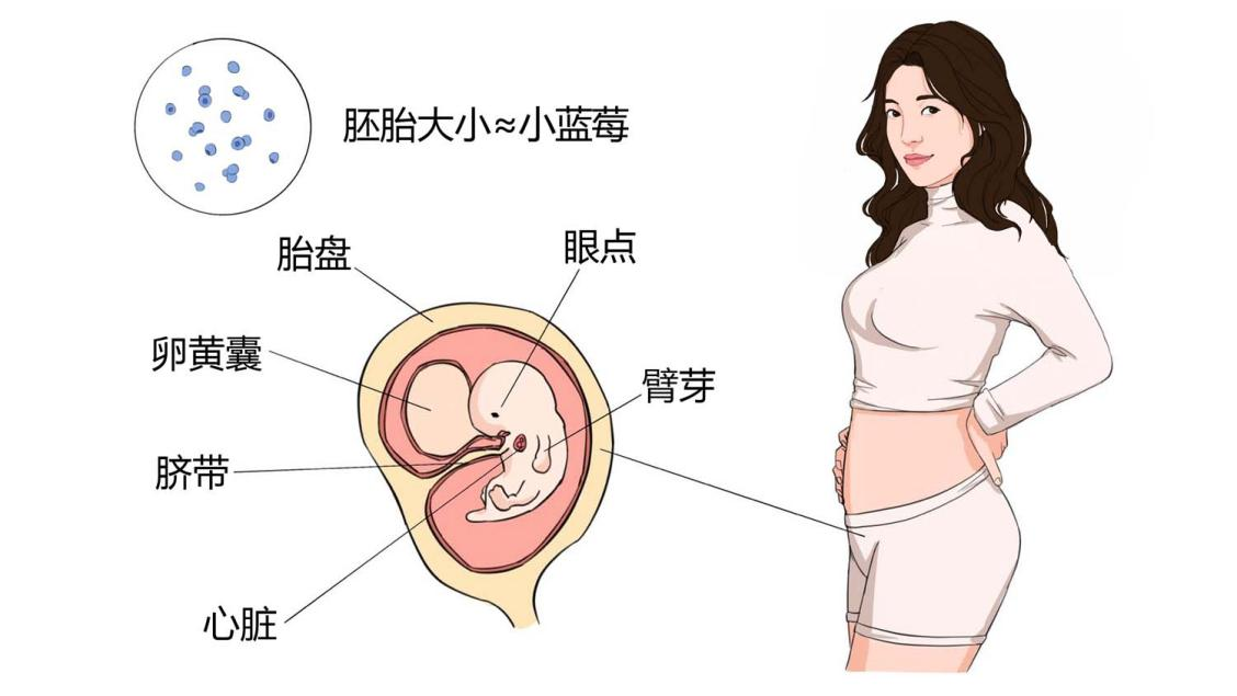 怀孕6周胎儿大小和发育标准.png