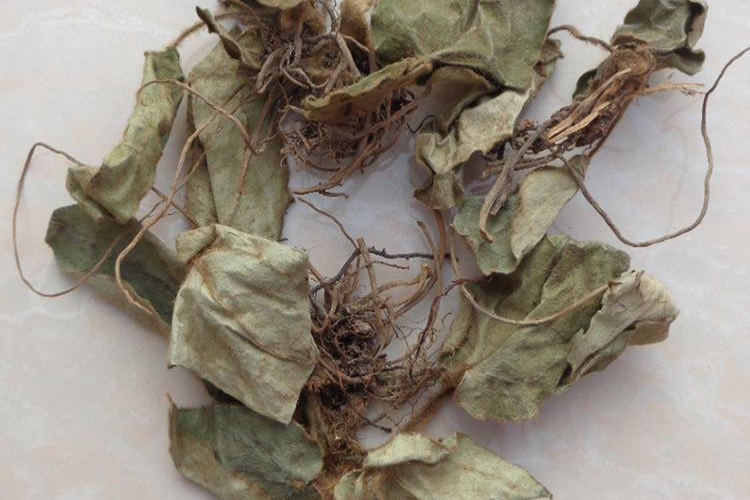 杏香兔耳风药材图