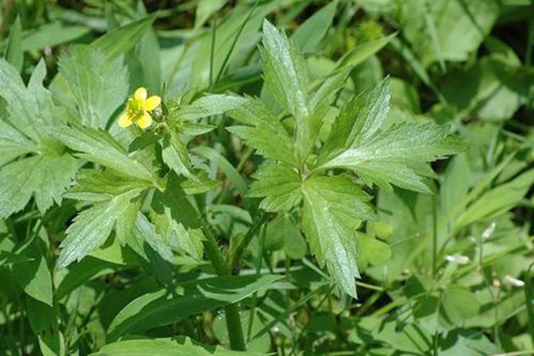 毛茛原植物图 毛茛原植物图