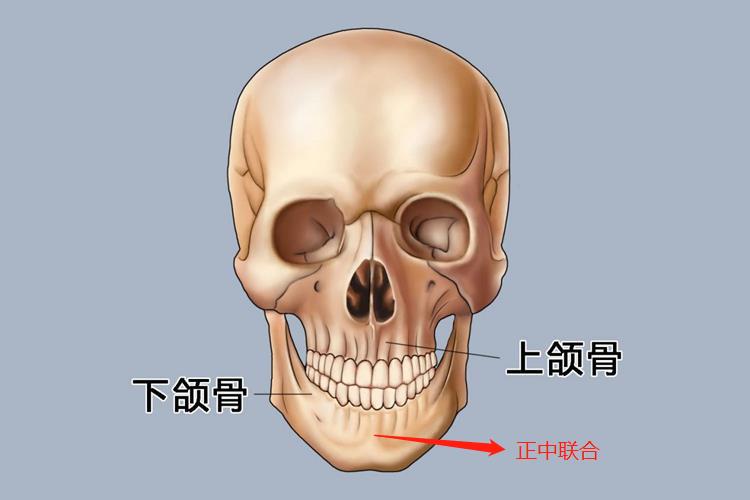 下颌骨正中联合位置图 下颌骨正中联合位置图