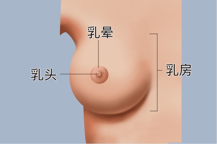 乳房位置图