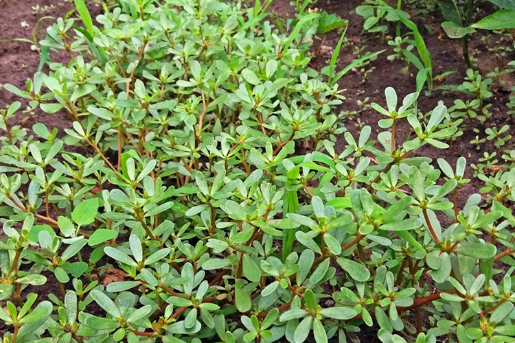 马齿苋植株形态图