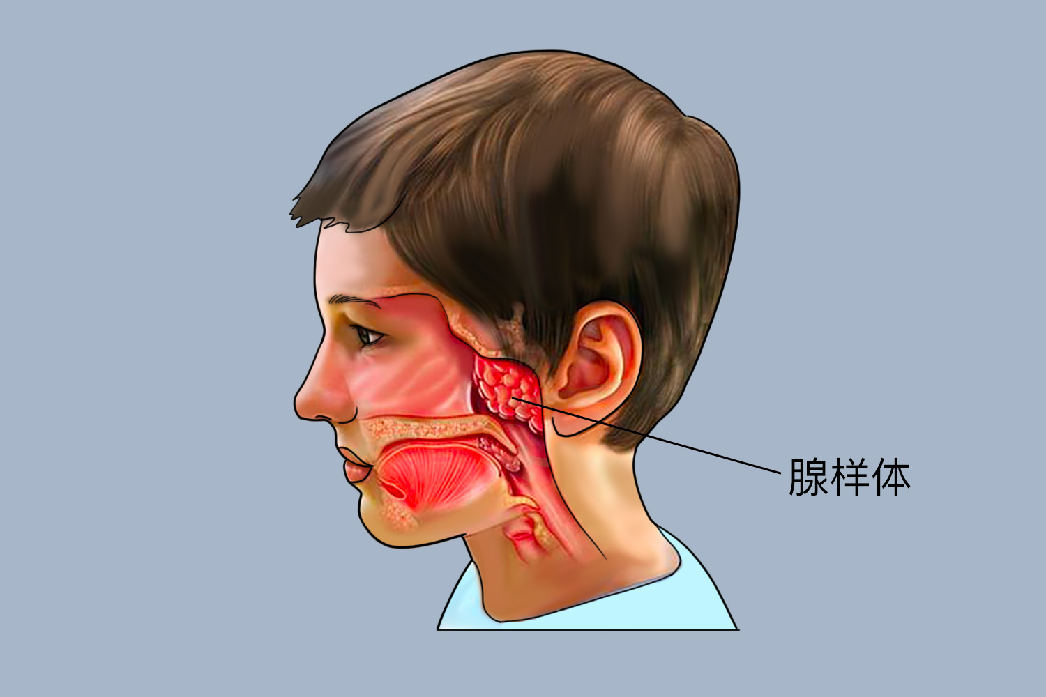 腺样体位置图