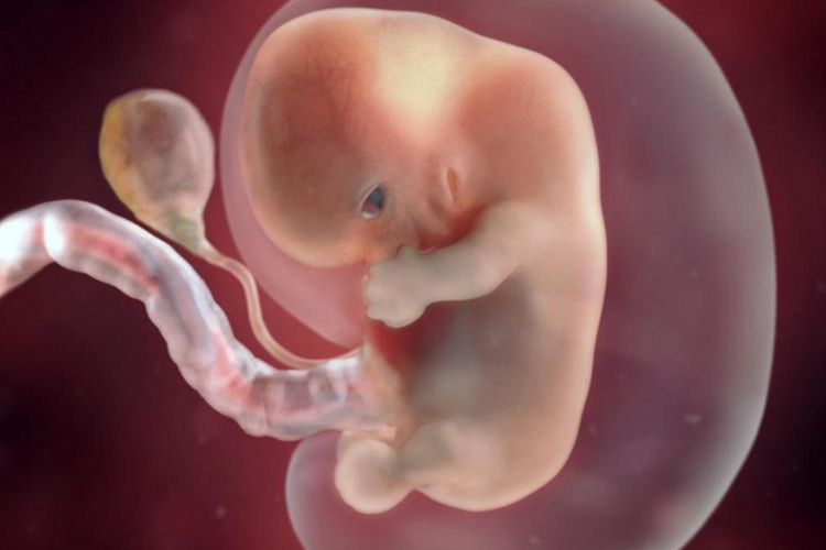怀孕8周胚胎图 怀孕8周胚胎图