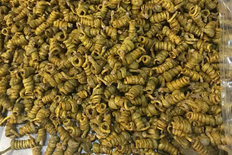 米斛药材外观图 米斛药材外观图