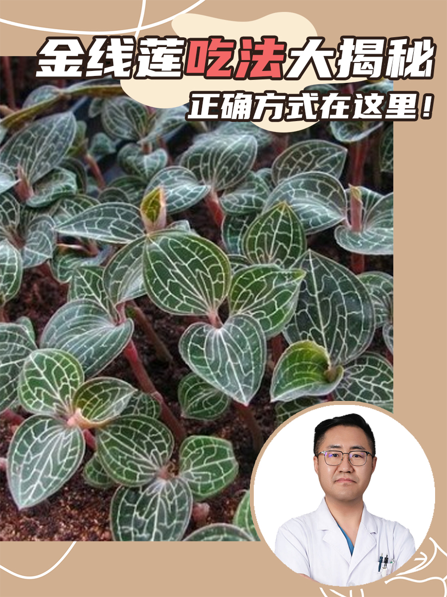 金线莲吃法大揭秘，正确方式在这里！