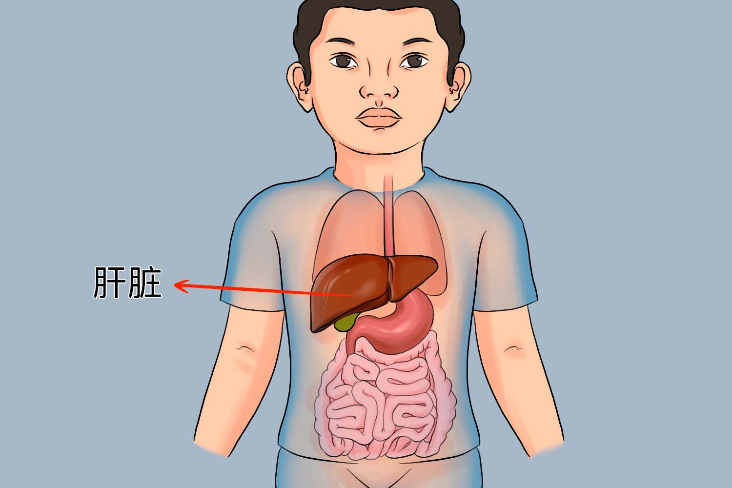 儿童肝脏图