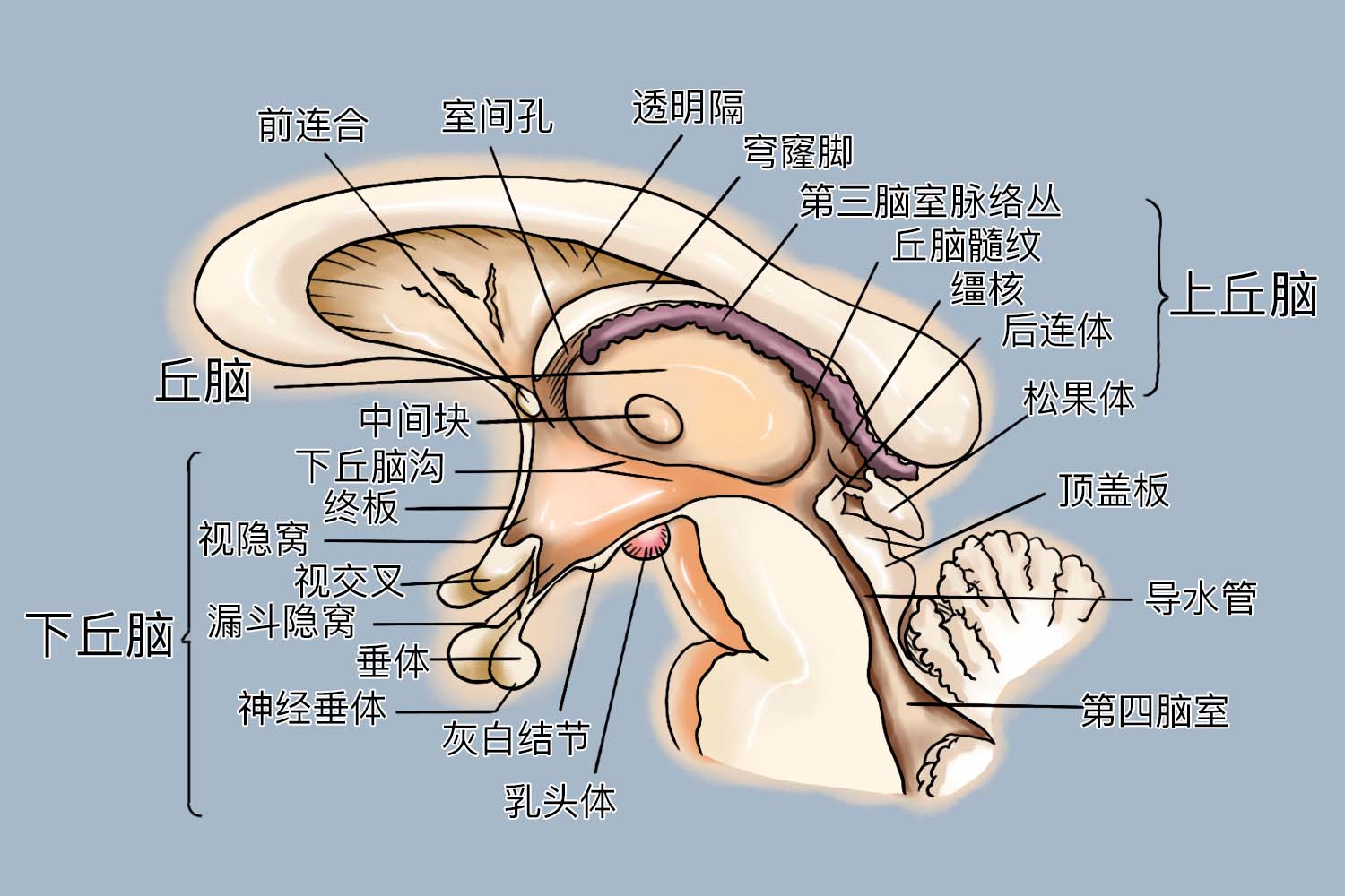 上丘脑和下丘脑结构图