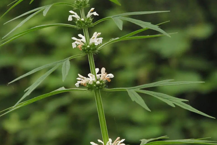 白花益母草植物外观图
